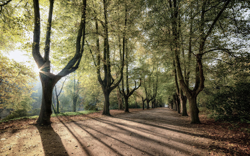 Road in the woods