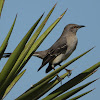 Northern mockingbird