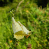 Big-flowered foxglove