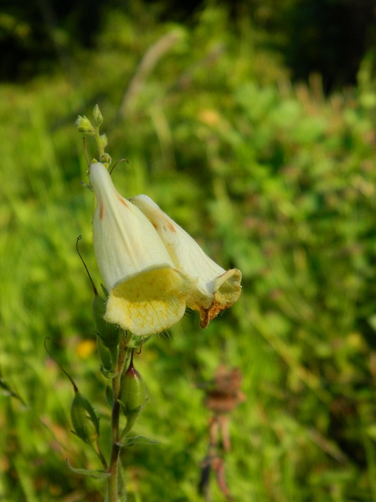 Big-flowered foxglove