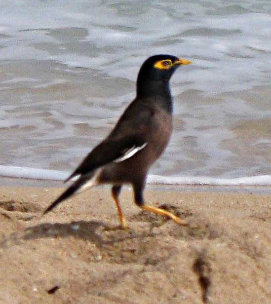 Common Myna, Mynah, Indian Myna