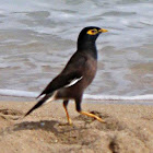 Common Myna, Mynah, Indian Myna