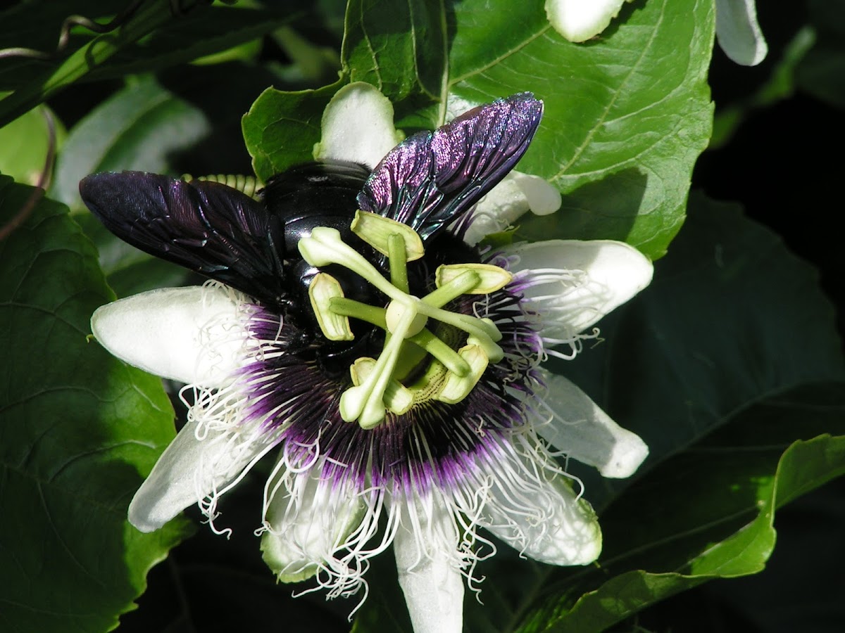 Passion fruit vine