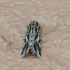 Cotton Cutworm Moth