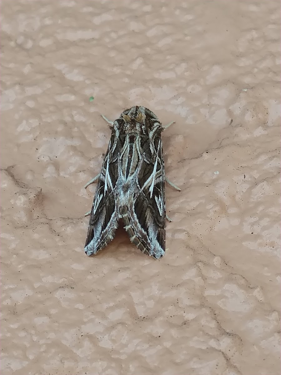 Cotton Cutworm Moth