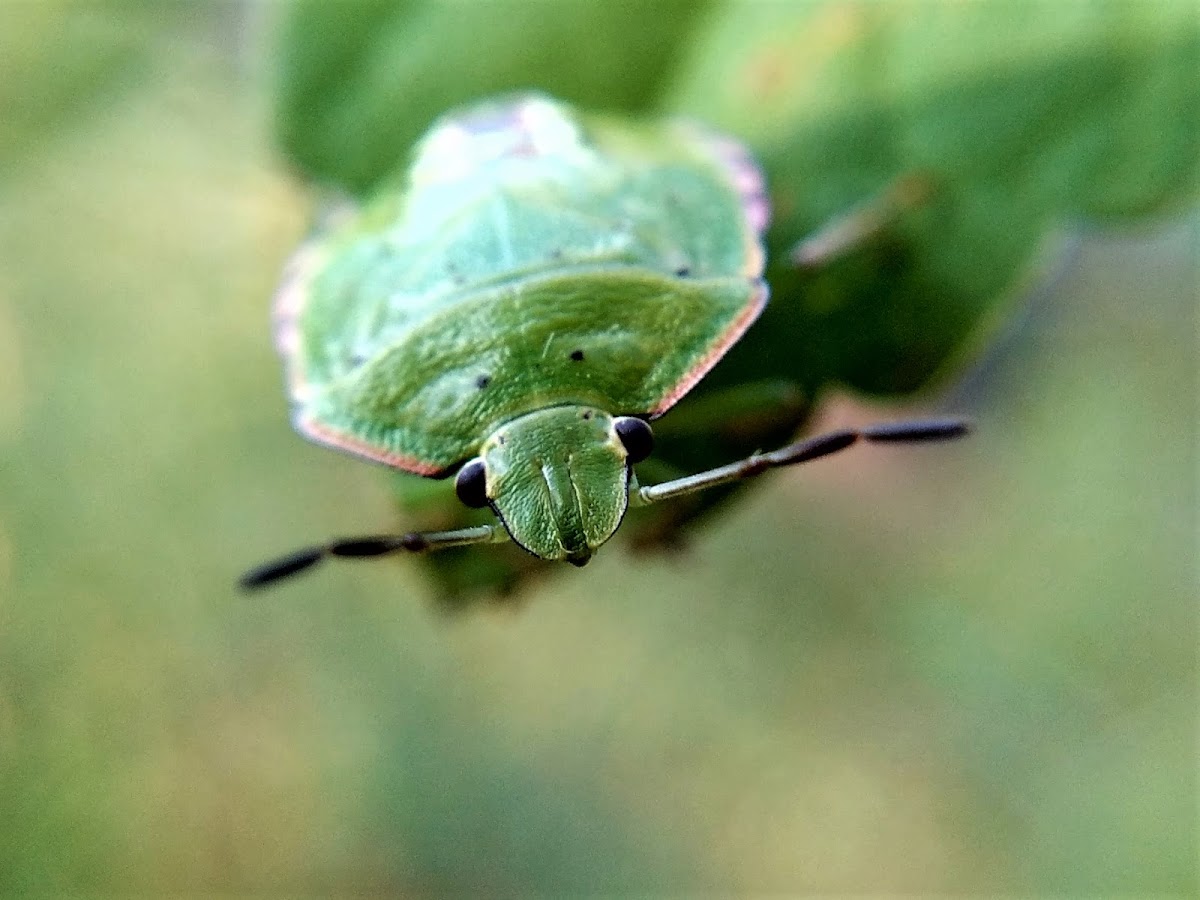 Green Stink Bug