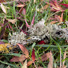 unidentified lichen