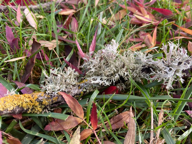 unidentified lichen