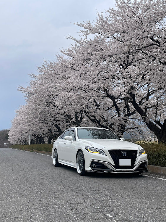 クラウンセダンの桜と愛車・サクラと愛車・桜コラボ・ホイール交換に関するカスタム事例の投稿画像4枚目