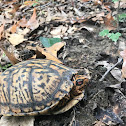 Eastern box turtle