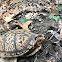 Eastern box turtle