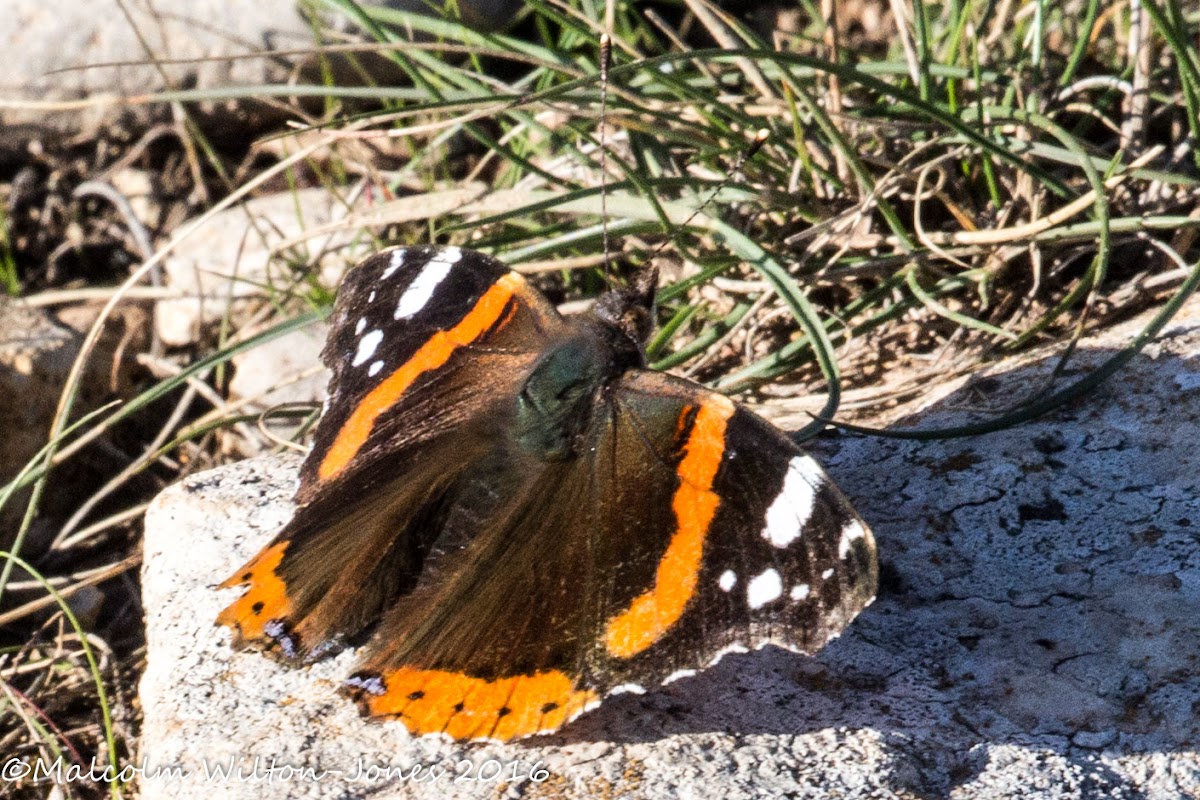 Red Admiral