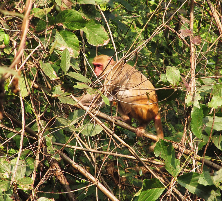 Rhesus macaque