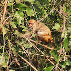 Rhesus macaque