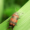 Clytrini Beetle