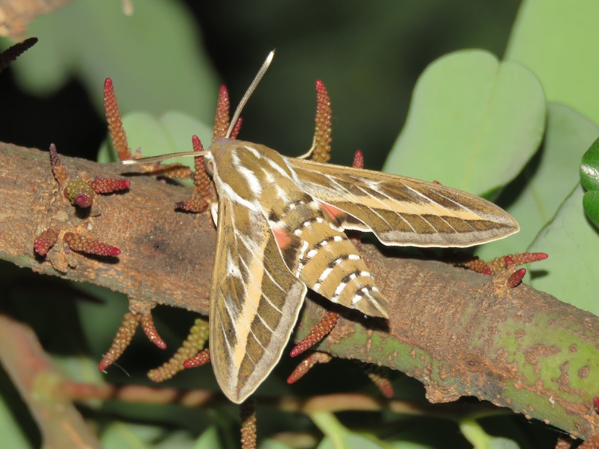 Striped Hawk-moth