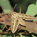 Striped Hawk-moth