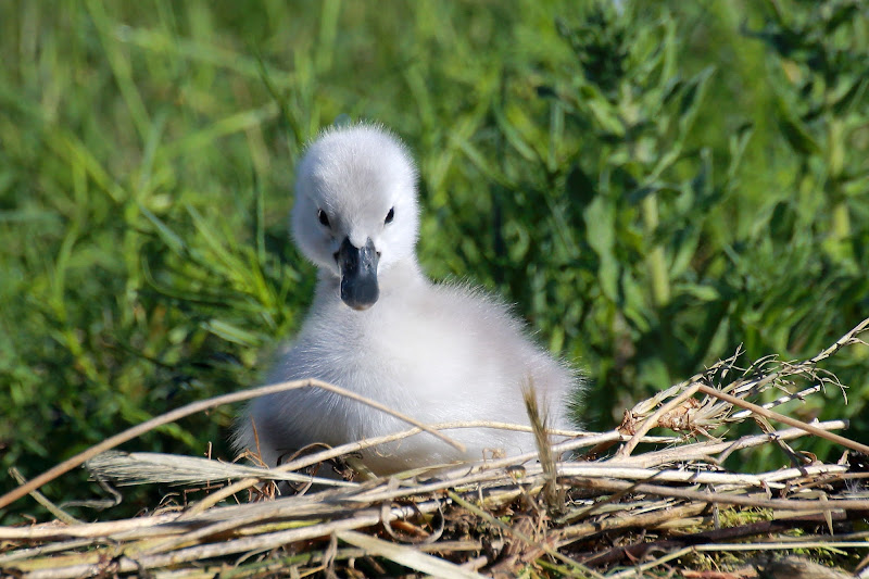 Che guardi? Sono un magnifico cigno bianco di Zak_2017