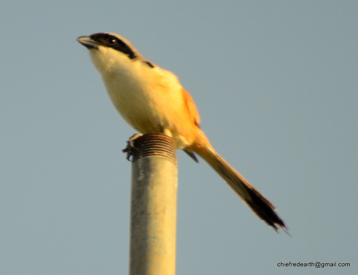 long-tailed shrike or rufous-backed shrike