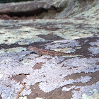 Eastern Fence Lizard