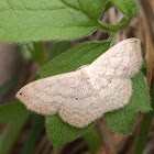 Scopula umbilicata