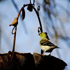 American Goldfinch