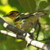 Cape May Warbler