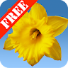 Daffodils Free Live Wallpaper icon