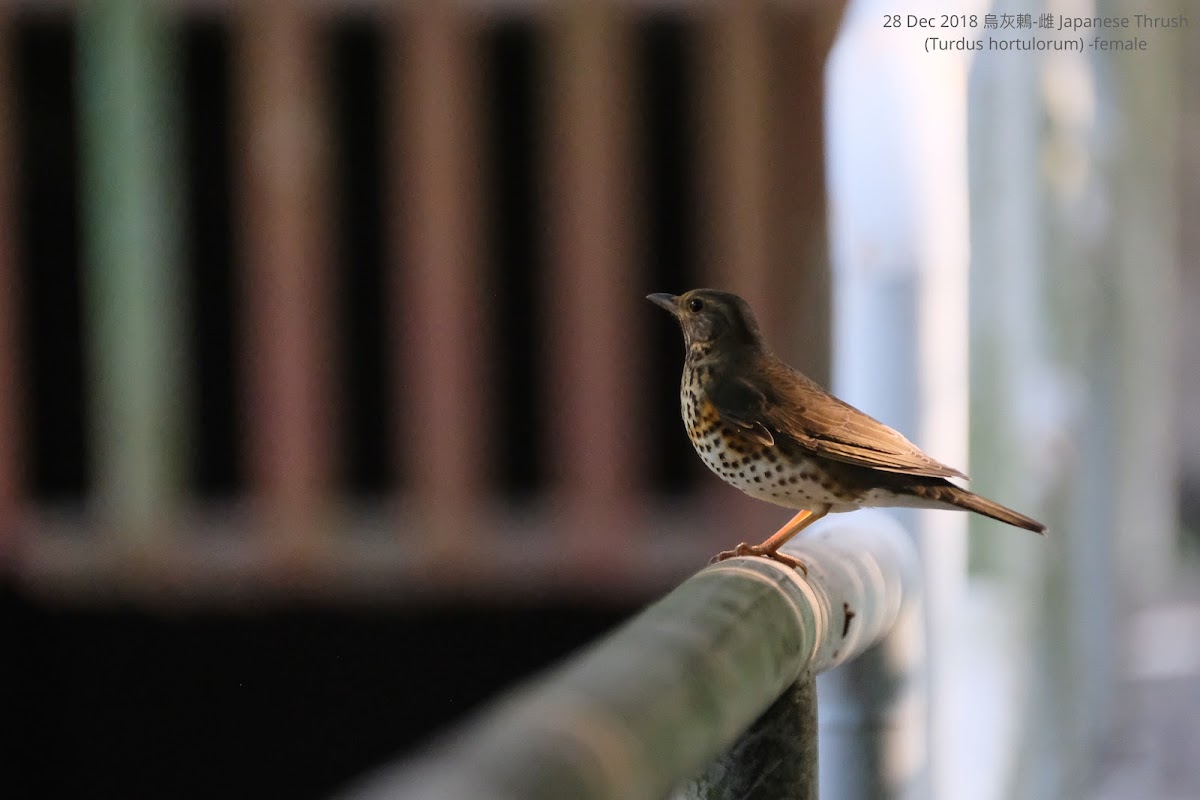 Japanese Thrush-female 烏灰鶇-雌