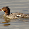 Common Merganser