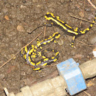 Fire Salamander