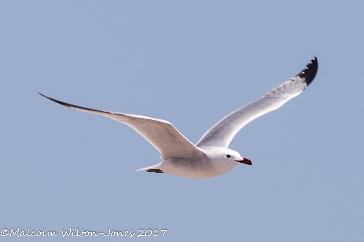 Audouin's Gull; Gaviota de Audouin