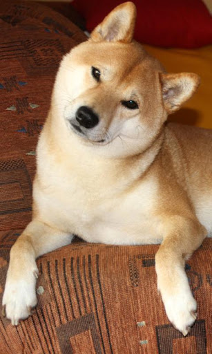 Download Shiba Inu Wallpaper Google Play softwares - a8dKk5jUGjmt | mobile9