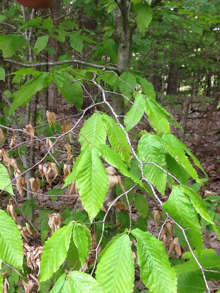 American Beech