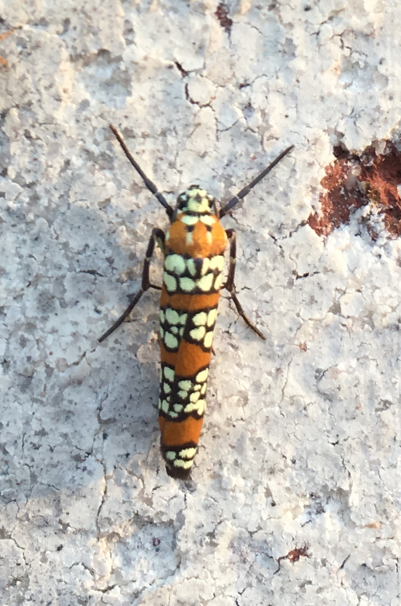 Ailanthus Webworm Moth