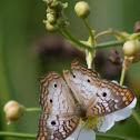 White Peacock Butterfly