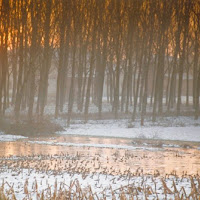 Alba invernale di 