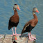 Black-bellied whistling duck