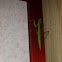 Preying Mantis