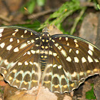 Common Archduke - Female