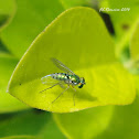 Long-Legged Fly