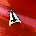 Clymene moth