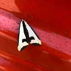 Clymene moth