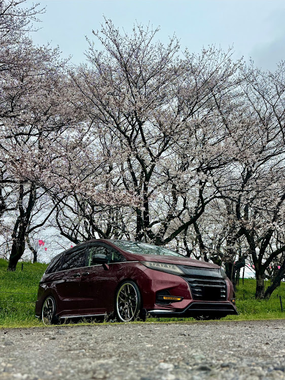 オデッセイの雨の日の1枚・悪天候のお陰でお題提出・権現堂・桜と菜の花の共演・CP２００でイクラ状態に関するカスタム事例の投稿画像1枚目