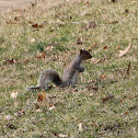 Eastern Gray Squirrel