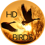 Cover Image of Télécharger Wallpaper of birds 2.2.5 APK