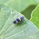 Banded LeafHopper