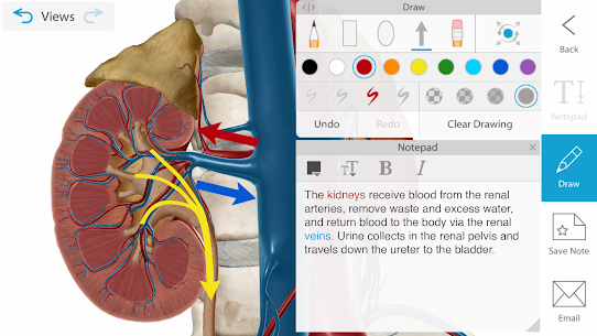 Human Anatomy Atlas 2021 3D v2021.1.68 Paid APK 4