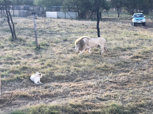 New & Improved Lions Park South Africa 2018