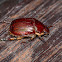 Shining Leaf Chafer